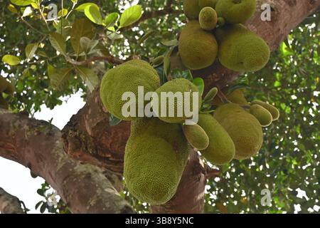 Jackfruchtebaum in einem Schulhof in Uganda, Afrika Stockfoto