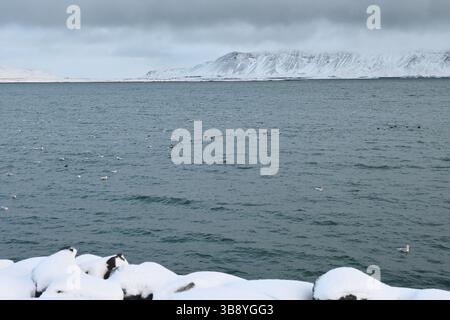 Reykjavik Birds, Island. Stockfoto