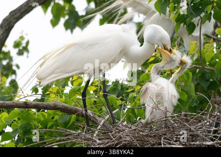 Nahaufnahme eines erwachsenen Weißreihers, der seine zwei kleinen Reiher oder Reiher im Nest füttert. Fotografiert an einem bewölkten Tag mit geringer Tiefe o Stockfoto