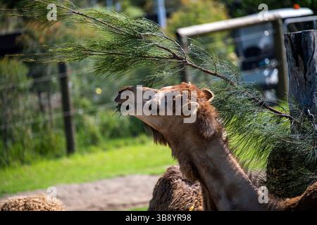 15. November 2020, Sydney, New South Wales, Australien: Dromedar (Camelus dromedarius) im Sydney Zoo, Sydney, New South Wales, Australien. Das Dromedar, auch bekannt als Dromedarkamm, arabisches Kamel oder einbuckeliges Kamel, ist ein großer Hufhufer der Gattung Camelus mit einem Buckel auf dem Rücken. Der Buckel speichert bis zu 80 Pfund Fett, das ein Kamel in Wasser und Energie zerlegen kann, wenn keine Nahrung verfügbar ist. Dromedarkamele besetzen aride Regionen des Nahen Ostens durch Nordindien und aride Regionen in Afrika, vor allem die Sahara-Wüste. (Kreditbild: © Tara Malhotra/ Stockfoto
