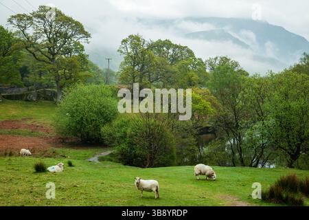 Schafe weiden im Ogwen Valley im Snowdonia National Park, Wales. Stockfoto