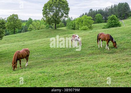 Pinto Horse, möglicherweise eine Paint-Rasse, und zwei Kastanien- oder Lorbeerpferde, die auf einer grünen Grasweide in Alabama, USA, weiden. Stockfoto