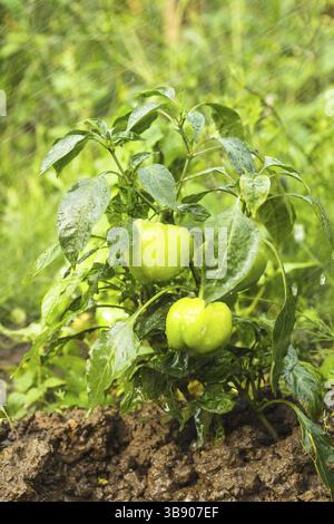 Grünem Pfeffer-Pflanze im Garten hautnah Stockfoto