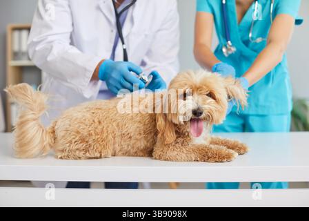 Niedlicher kleiner Haushund in der modernen Tierarztpraxis zur Untersuchung mit Tierarzt und Krankenschwester. Stockfoto
