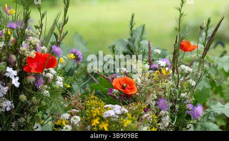Sommerstrauß mit Wildblumen, Mohn, Schafgarbe, Kornblumen, Eichenblättern. Natürliches saisonales Arrangement für Feiern, Öko-Lifestyle-Blog, Bio Stockfoto