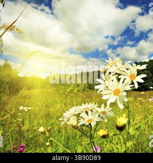 Ochsen-Auge Gänseblümchen auf der Wiese und tiefblauen Himmel Landschaft Stockfoto