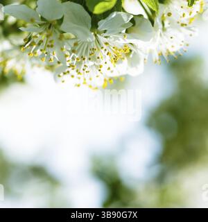 Schönen Frühling Bokeh für Design mit Exemplar Stockfoto