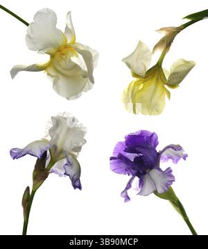 Collage aus verschiedenen violette und weiße Iris isoliert auf weiss Stockfoto