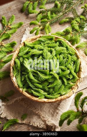 Jungfichtenspitzen im Frühjahr in einem Korb geerntet - Zutat für Kräutersirup Stockfoto