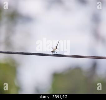 Eine Libelle ist ein fliegendes Insekt der Infraorder Anisoptera unterhalb der Ordnung Odonata. Es sind etwa 3.000 noch existierende Libellenarten bekannt. Stockfoto