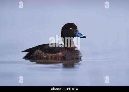 Getuftete Ente oder getuftete Pochard (Aythya fuligula) weiblich, die im Frühling im Wasser schwimmen. Stockfoto
