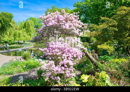 Blühender Rhododendron yunnanense im botanischen Garten ¨Hortus Botanicus¨ der Universität Leiden, Niederlande Stockfoto