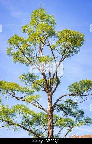 Krone der chinesischen Sumpfzypresse (Glyptostrobus pensilis) mit frischen grünen Blättern im botanischen Garten ¨Hortus Botanicus¨, Universität Leiden, Niederlande. Stockfoto