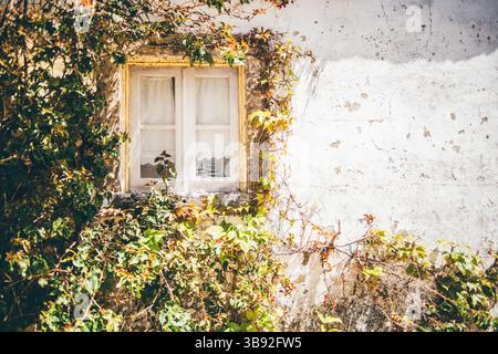 Vintage-Fenster mit Spitzenvorhängen, eingerahmt von altem Stein und Klettereifefeu auf einer sonnendurchfluteten, verwitterten weißen Wand, mit viel Kopierraum auf der rechten Seite für Stockfoto