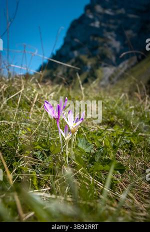 Lila Krokusse blühen in den Bergen Stockfoto