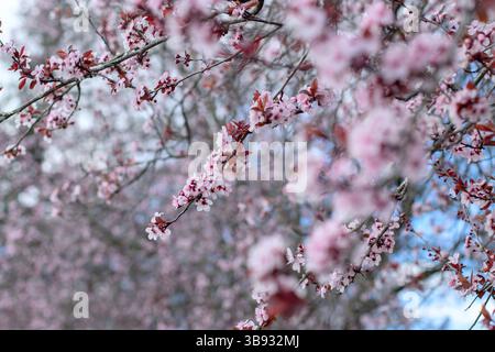 Prunus cerasifera Blüten. Kirschpflaume oder Myrobalan Pflaume rosa Blüte verschwommener Frühlingsgarten Hintergrund. Rosa blühende Äste. Feder Stockfoto