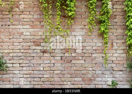 Alte Ziegelmauer mit hängendem Ivy Stockfoto