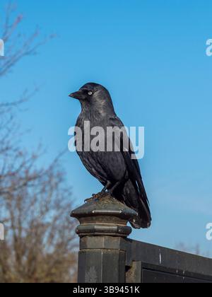 Ein europäischer Jackdaw (Corvus monedula) in Richmond Park, Großbritannien. Stockfoto