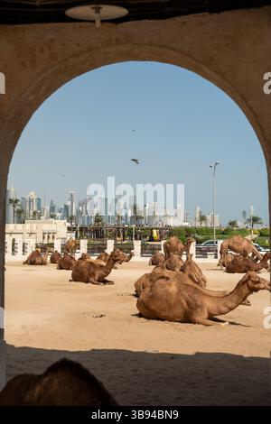 Eine fesselnde Kamelszene im Souq Waqif in Doha, Katar, wo diese majestätischen Tiere ein integraler Bestandteil der katarischen Kultur und des katarischen Erbes sind. Stockfoto
