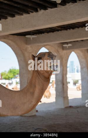 Eine fesselnde Kamelszene im Souq Waqif in Doha, Katar, wo diese majestätischen Tiere ein integraler Bestandteil der katarischen Kultur und des katarischen Erbes sind. Stockfoto