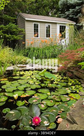 Teich mit Nymphaea - Wasserlilien und Gartenschuppen flankiert von orange Hemerocallis 'Sammy Russel' - Taglilienblumen im Garten im Sommer. Stockfoto
