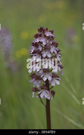 Orchis purpurea wilde Orchideen in der Nähe von Chiusi, Italien Stockfoto