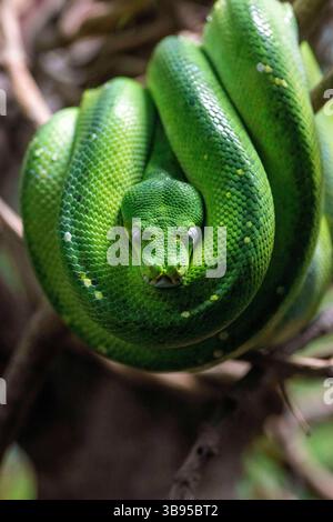 9. Juli 2023, Sydney, New South Wales, Australien: Green Tree Python (Morelia viridis) im Sydney Zoo in Sydney, New South Wales, Australien. Die grüne Baumpython ist eine hellgrüne nichtgiftige Schlange mit diamantförmigen Köpfen und unregelmäßigen Schuppen. (Foto: © Tara Malhotra/ZUMA Press Wire) Stockfoto