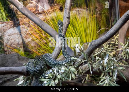 9. Juli 2023, Sydney, New South Wales, Australien: Diamond Python (Morelia Spilota Spilota) im Sydney Zoo in Sydney, New South Wales, Australien. Diamantpythons sind Verwandte der Teppichpython und sind schwarz mit cremefarbenen und gelben Mustern. Sie können meist schwarz mit ein paar Flecken oder hellgelb mit ein paar schwarzen Kanten sein. (Foto: © Tara Malhotra/ZUMA Press Wire) Stockfoto