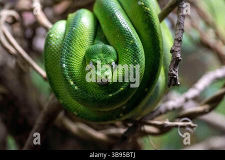 9. Juli 2023, Sydney, New South Wales, Australien: Green Tree Python (Morelia viridis) im Sydney Zoo in Sydney, New South Wales, Australien. Die grüne Baumpython ist eine hellgrüne nichtgiftige Schlange mit diamantförmigen Köpfen und unregelmäßigen Schuppen. (Foto: © Tara Malhotra/ZUMA Press Wire) Stockfoto