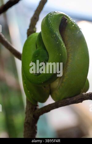 9. Juli 2023, Sydney, New South Wales, Australien: Green Tree Python (Morelia viridis) im Sydney Zoo in Sydney, New South Wales, Australien. Die grüne Baumpython ist eine hellgrüne nichtgiftige Schlange mit diamantförmigen Köpfen und unregelmäßigen Schuppen. (Foto: © Tara Malhotra/ZUMA Press Wire) Stockfoto
