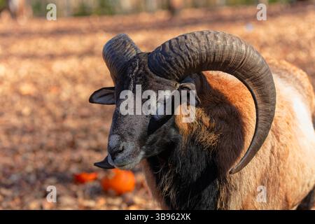 Der Europäische Mufflon (Ovis orientalis musimon) ist im Wildreservat enthalten. Männliche Mufflons werden als Widder bezeichnet. Stockfoto