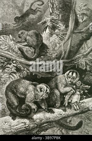 NACHTAFFEN ( Nyctipithecus trivirgatus ) - dreigestreifte Nachtaffen, die Vögel im Wald jagen Stockfoto