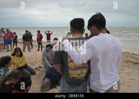 26. Januar 2023, Puerto Progreso, Yucatan, Mexiko: Ein verletzte und gestrandeter Delfin wurde von Mitarbeitern der Abteilung für Meeresbiologie der Autonomen Universität von YucatÃ¡n (UADY) und anderen Polizeibeamten gerettet, da das Säugetier am Donnerstag, den 26. Januar 2023, in eine Beobachtungseinrichtung gebracht wurde, um es über Nacht zu halten und gegebenenfalls weitere Interventionen zu bewerten, um das Meerestier an einem weiteren Termin am Strand von Puerto Progreso in YucatÃ¡n, Mexiko, zurückzubringen. (Bild: © Carlos A. Moreno/ZUMA Press Wire) Stockfoto