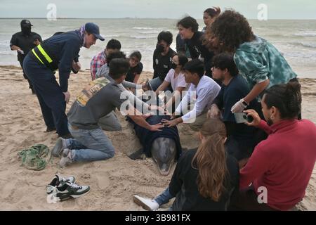 26. Januar 2023, Puerto Progreso, Yucatan, Mexiko: Ein verletzte und gestrandeter Delfin wurde von Mitarbeitern der Abteilung für Meeresbiologie der Autonomen Universität von YucatÃ¡n (UADY) und anderen Polizeibeamten gerettet, da das Säugetier am Donnerstag, den 26. Januar 2023, in eine Beobachtungseinrichtung gebracht wurde, um es über Nacht zu halten und gegebenenfalls weitere Interventionen zu bewerten, um das Meerestier an einem weiteren Termin am Strand von Puerto Progreso in YucatÃ¡n, Mexiko, zurückzubringen. (Bild: © Carlos A. Moreno/ZUMA Press Wire) Stockfoto