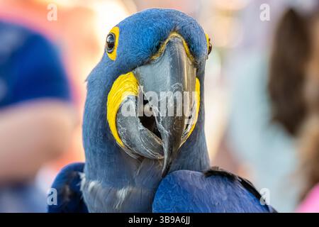 Der Hyazinth-Ara (Anodorhynchus hyacinthinus) aus Mittel- und Osteuropa ist der größte Ara und die größte fliegende Papageienart. Stockfoto