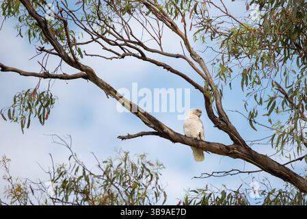 Kakadu auf einem Ast Stockfoto