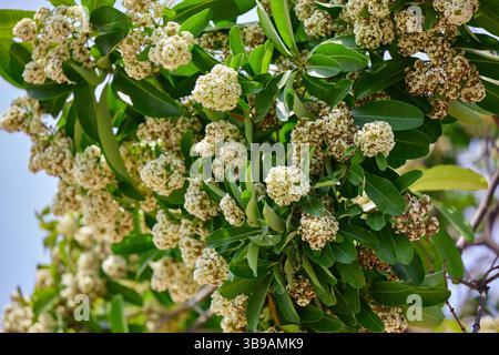 Nahaufnahme der weißen Käseholzblume, die auf Baumzweigen blüht Stockfoto