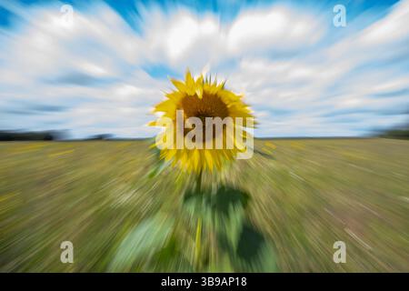 Sonnenblumen auf einem Feld in heller Sonne Stockfoto