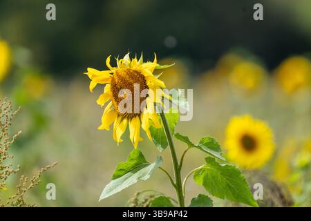 Sonnenblumen auf einem Feld in heller Sonne Stockfoto