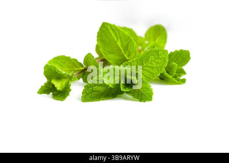 Frische Minzzweige mit leuchtend grünen Blättern werden auf weißem Hintergrund präsentiert und betonen ihre natürliche Textur. Stockfoto
