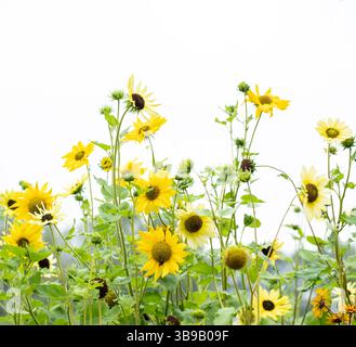 Gruppe von gelben Gänseblümchen auf weißem Hintergrund bei weichem Tageslicht. Ideal für umweltfreundliche Verpackungen, saisonale Anzeigen oder Weihnachtskarten wie Ostern oder Muttertag. Stockfoto
