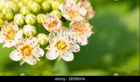 Nahaufnahme der blühenden ninebark-Blüten mit zarten weißen Blüten und roten Staubblättern auf grünem Bild für botanische Bildung, Gartenführer, Blumenkleie Stockfoto