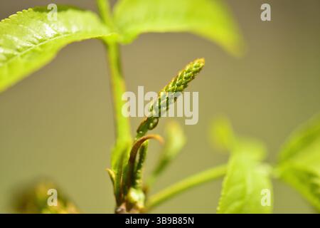 Aphananthe aspera mit gezackten Blättern und sowohl männlichen als auch weiblichen Blüten mit ausgeprägten Wachstumsstadien. Nützlich für botanische oder akademische Zwecke. Stockfoto