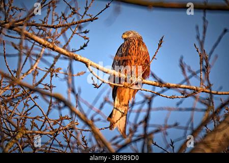 Rotmilan Milvus Milvus. Rotmilan Milvus Milvus. 20250307MIC0454 *** Roter Kite milvus milvus Roter Kite milvus 20250307MIC0454 Stockfoto