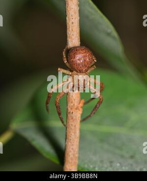 Bodenkrabbenspinne Arachnid Xysticus Jagd auf Beute auf pflanzliche Natur Schädlingsbekämpfung. Stockfoto