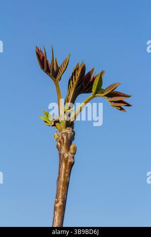 Walnussbaum in Blüte, männliche Blüten auf Zweigen. Anfang Frühling. Nahaufnahme, Details. Stockfoto