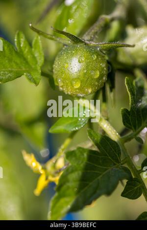 Ein feuchter grüner Tomatenstrauch während der Blüte und das Auftreten der ersten unreifen grünen Tomaten, ein Feld mit Tomatensträuchern, bedeckt mit Wassertröpfchen Stockfoto