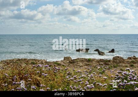 Ein ruhiger Blick auf die Küste mit Wildblumen im Vordergrund, felsigen Formationen entlang der Küste und ruhigen Meereswellen unter einem teilweise bewölkten Himmel. Eine Erbse Stockfoto