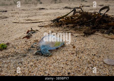 Blaue Quallen am Strand Stockfoto