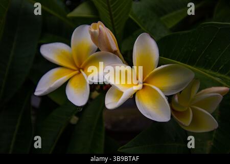 frangipani Blume aus nächster Nähe Stockfoto